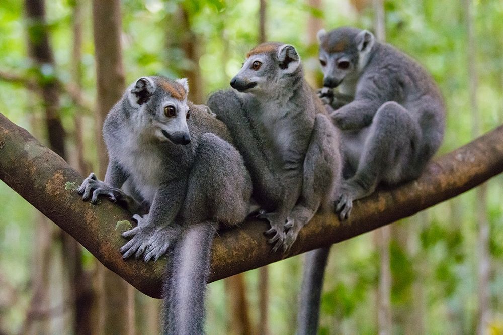 Madagascar-Ankarana-Ankarana Reserve Crowned lemurs